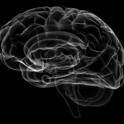 human brain Drawing of human brain.