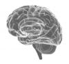 Human Brain Photo of Human Brain