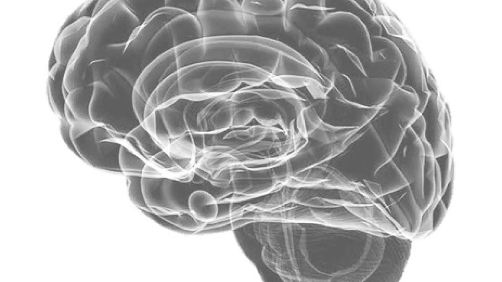 Photo of Human Brain 