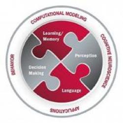 The Center for Cognitive and Brain Sciences Graphic The Center for Cognitive and Brain Sciences Graphic