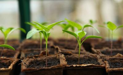 seedlings growing