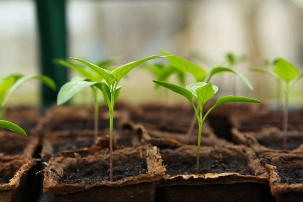 seedlings growing