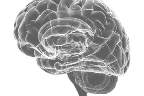 Human Brain Photo of Human Brain