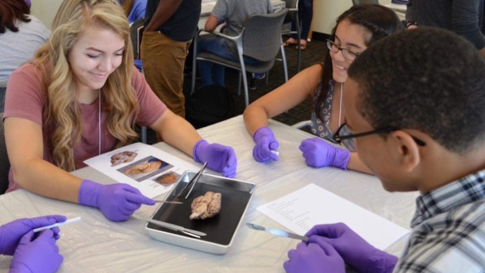 Students during the brain dissection 