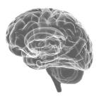 Human Brain Photo of Human Brain